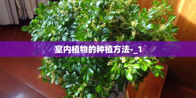 厨房养什么植物好？