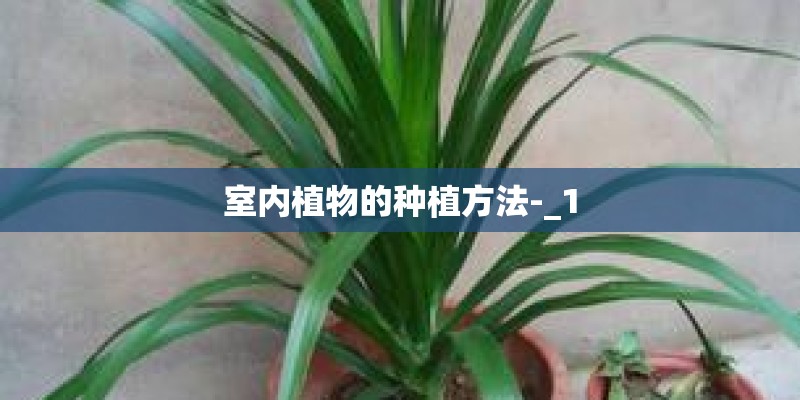 室内植物的种植方法-_1