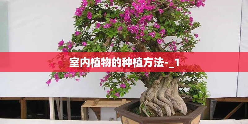 室内植物的种植方法-_1