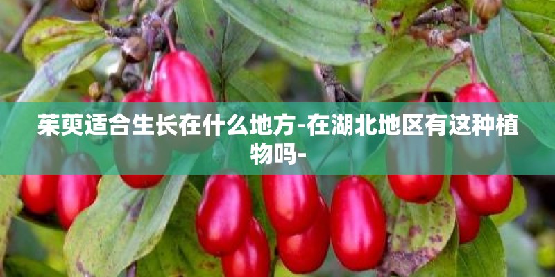 哈尔滨麻将抓牌顺序