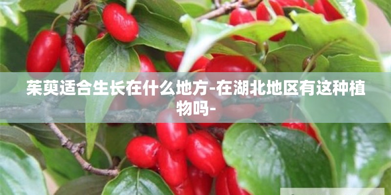 茱萸适合生长在什么地方-在湖北地区有这种植物吗-