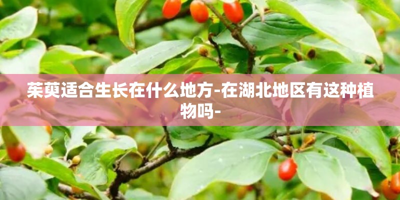 茱萸适合生长在什么地方-在湖北地区有这种植物吗-