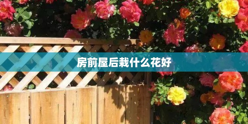 房前屋后栽什么花好