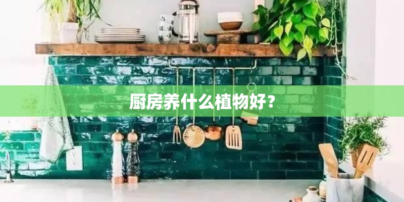 厨房养什么植物好？