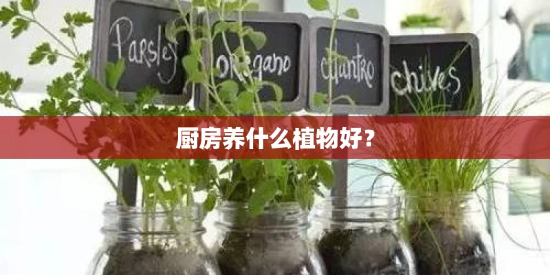 厨房养什么植物好？