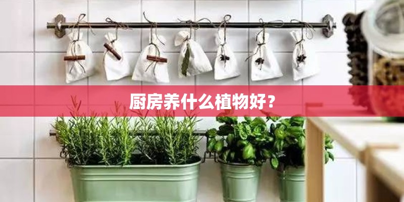 厨房养什么植物好？