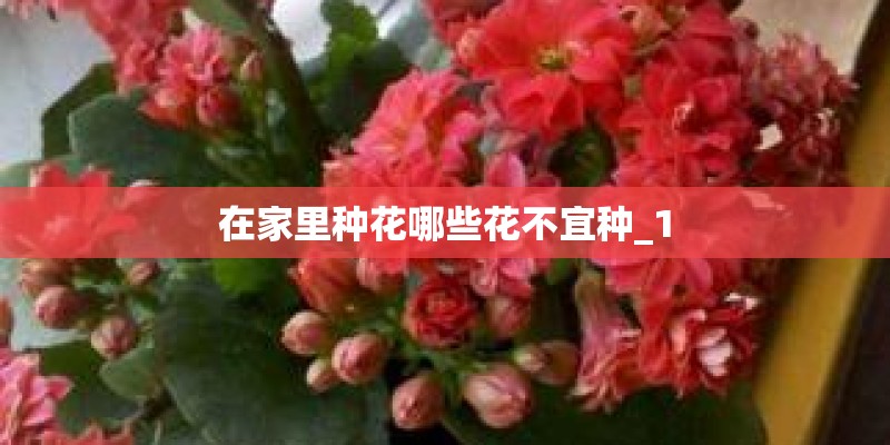 在家里种花哪些花不宜种_1