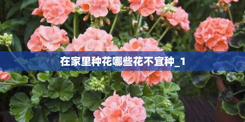 在家里种花哪些花不宜种_1