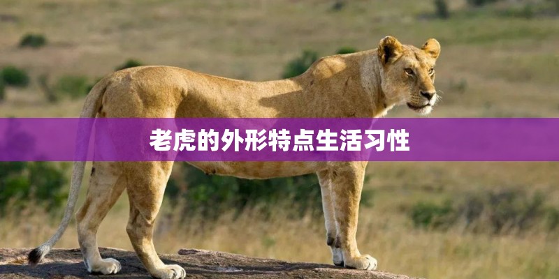 位列三大“神车”之一！迈凯伦P1新车实拍！