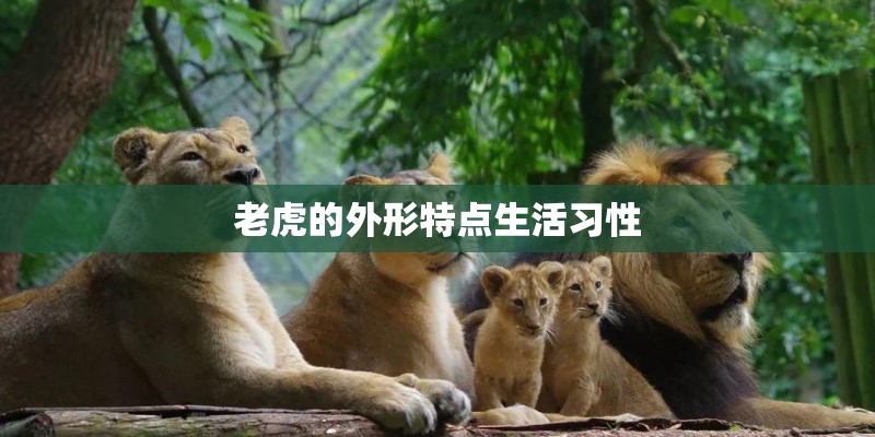 老虎的外形特点生活习性