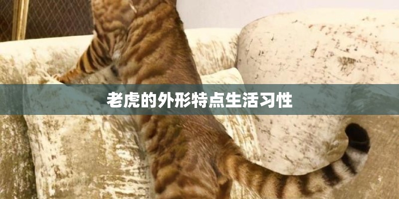 老虎的外形特点生活习性