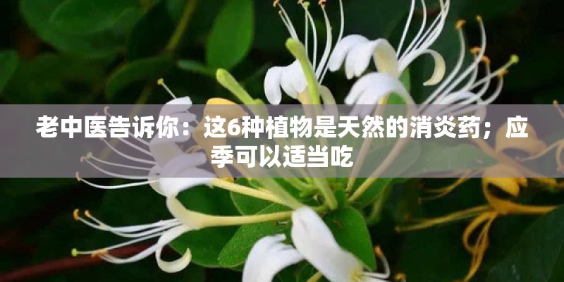老中医告诉你：这6种植物是天然的消炎药；应季可以适当吃