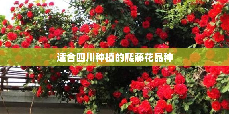 适合四川种植的爬藤花品种