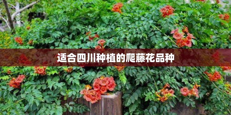 适合四川种植的爬藤花品种