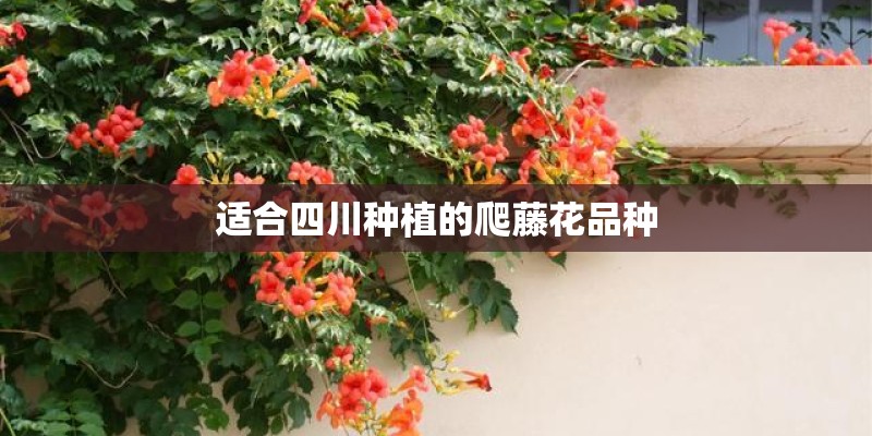 适合四川种植的爬藤花品种