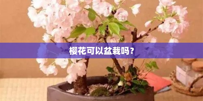 樱花可以盆栽吗? 樱花可以盆栽吗?