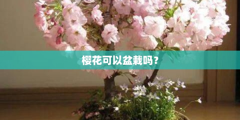 樱花可以盆栽吗? 樱花可以盆栽吗?