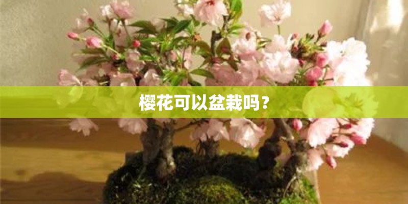 樱花可以盆栽吗? 樱花可以盆栽吗?