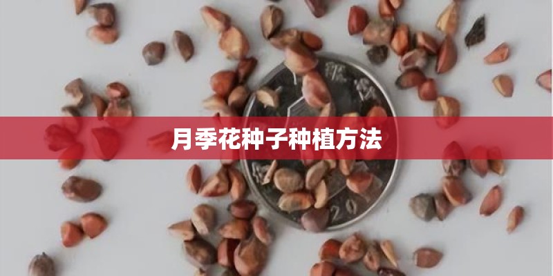 月季花种子种植方法