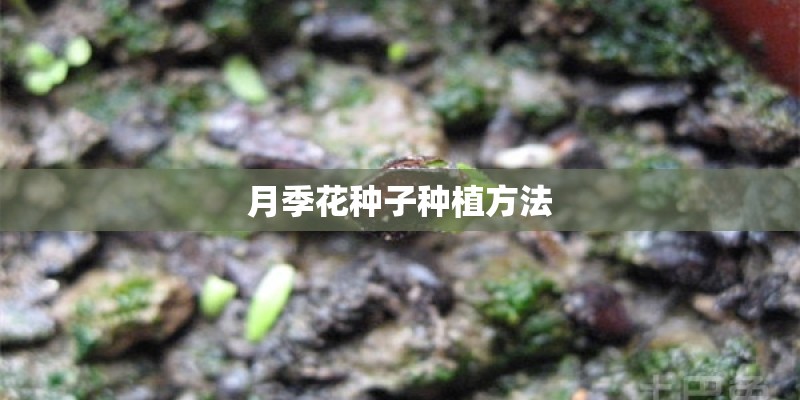 月季花种子种植方法