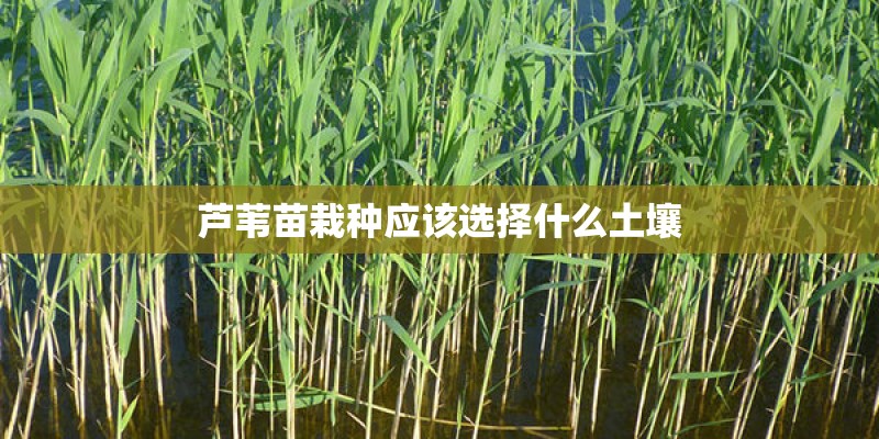 芦苇苗栽种应该选择什么土壤
