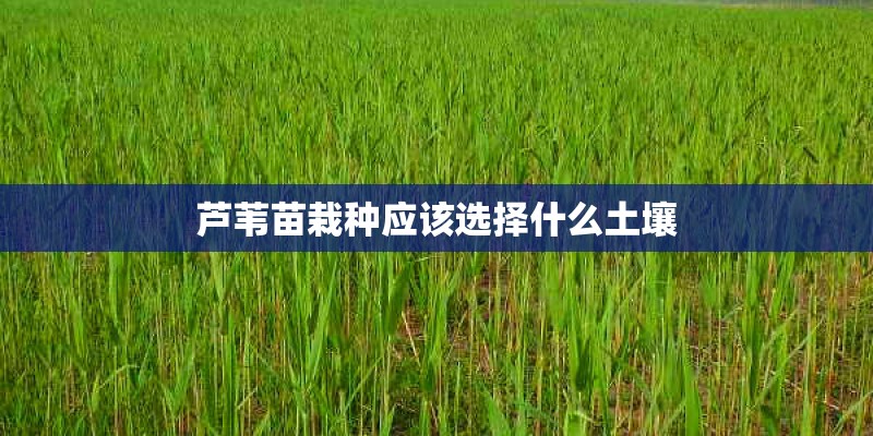 芦苇苗栽种应该选择什么土壤