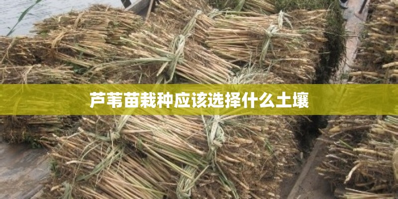 芦苇苗栽种应该选择什么土壤