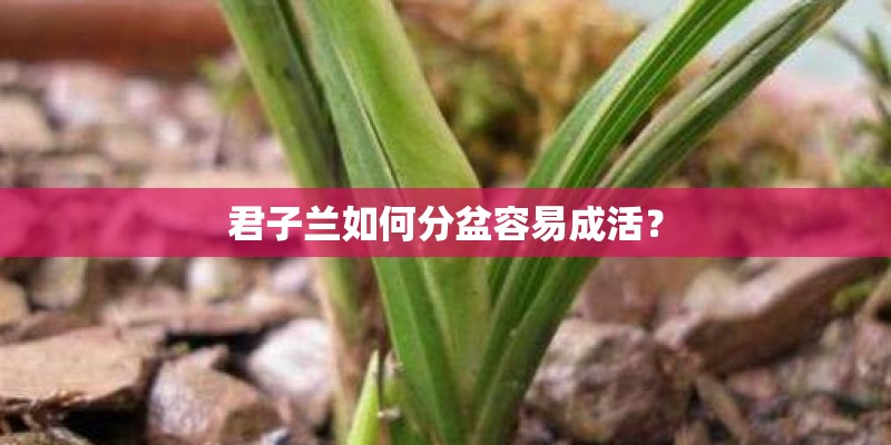 君子兰如何分盆容易成活？