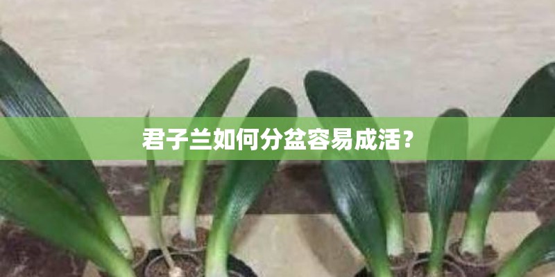 君子兰如何分盆容易成活？