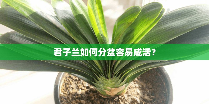 君子兰如何分盆容易成活？