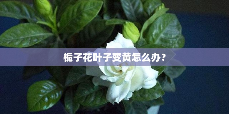芦苇苗栽种应该选择什么土壤