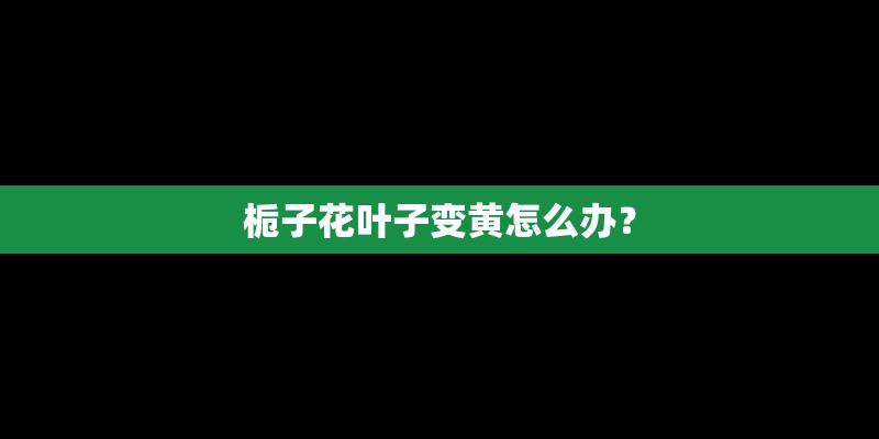 栀子花叶子变黄怎么办？