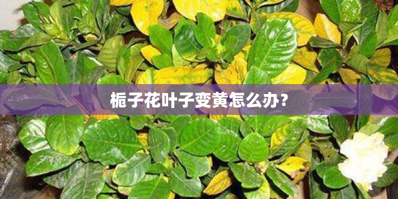 栀子花叶子变黄怎么办？