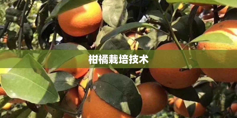 柑橘栽培技术