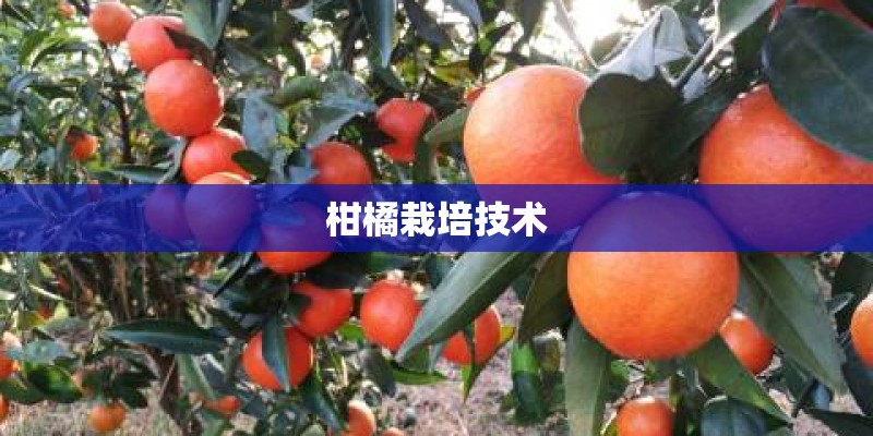 柑橘栽培技术