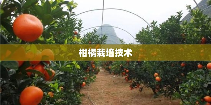 柑橘栽培技术