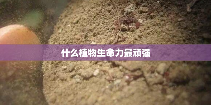 《科学》和《自然》杂志是怎么回事？