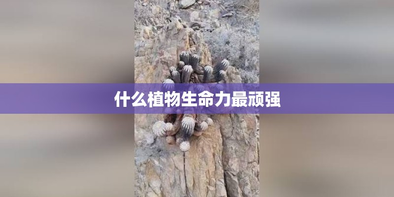 什么植物生命力最顽强
