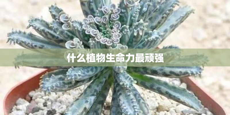什么植物生命力最顽强