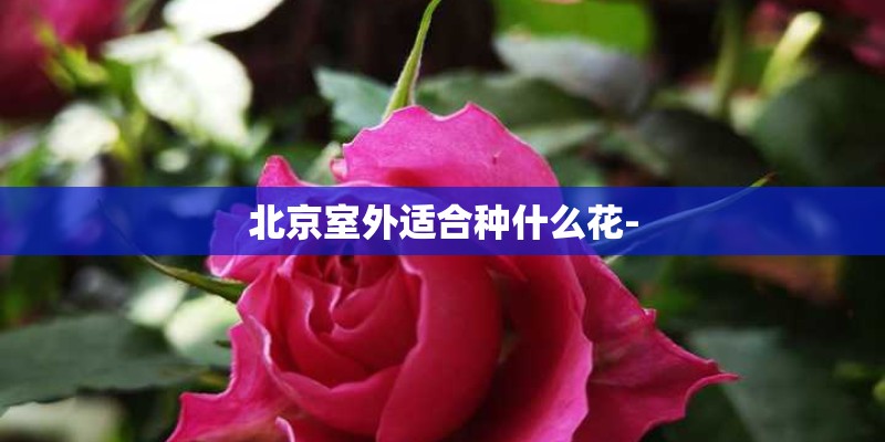 君子兰如何分盆容易成活？