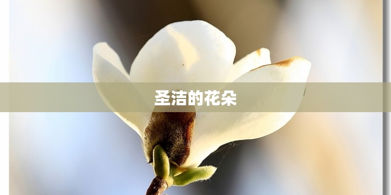 买房需要哪些信息 给你最重要的四类