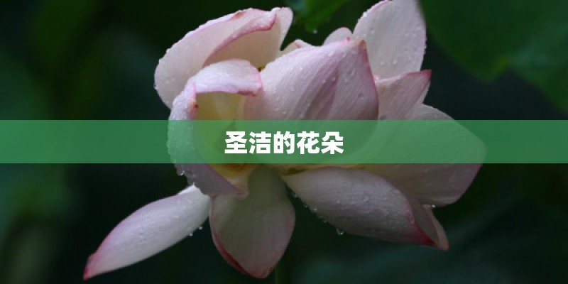圣洁的花朵