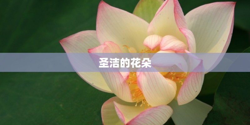 圣洁的花朵