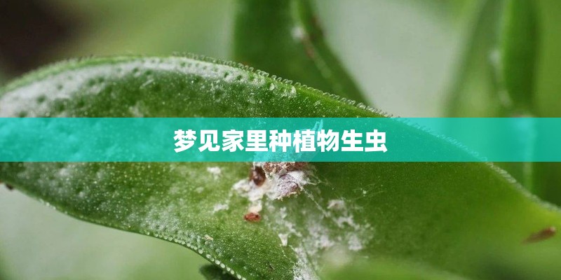 梦见家里种植物生虫
