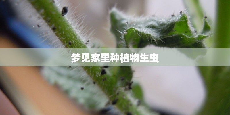 梦见家里种植物生虫