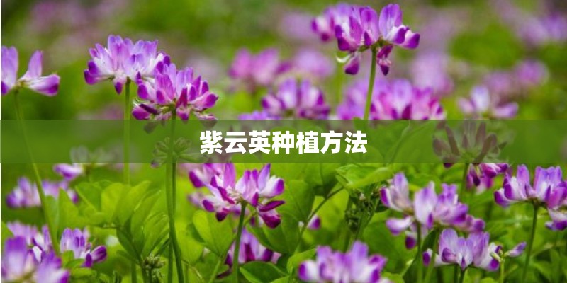 什么是宝马“七系”？