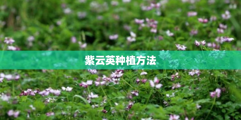紫云英种植方法