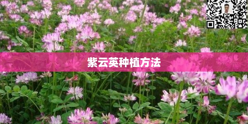紫云英种植方法