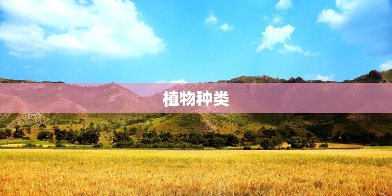 红旗HS5和HS7值得购买吗？