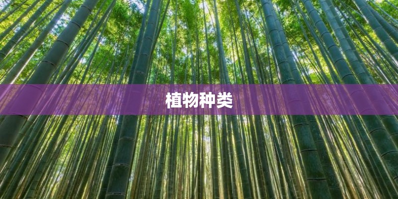 植物种类